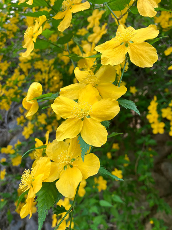 神流川黄色い花