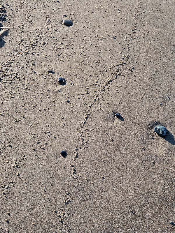 フィールドの様子