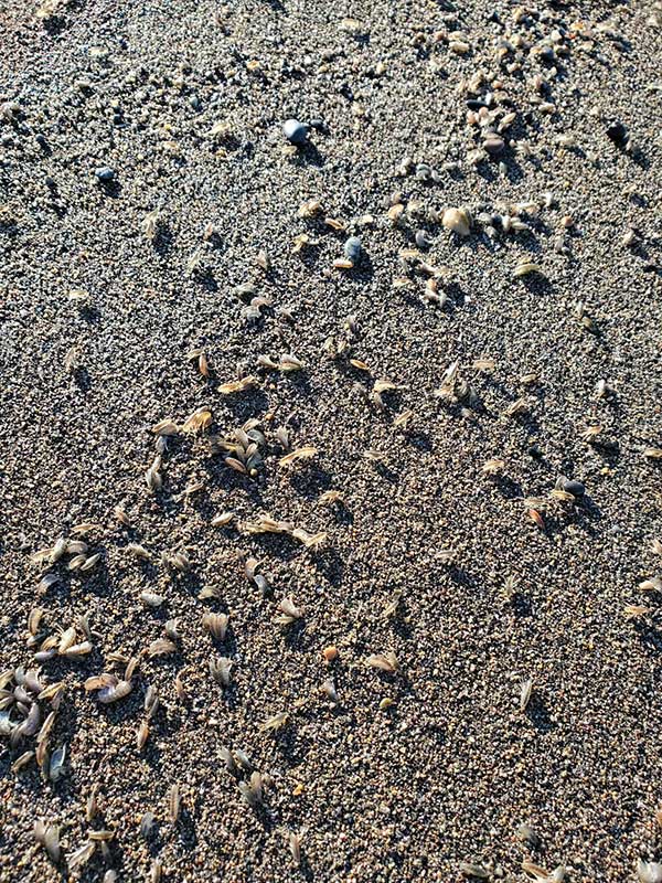 フィールドの様子