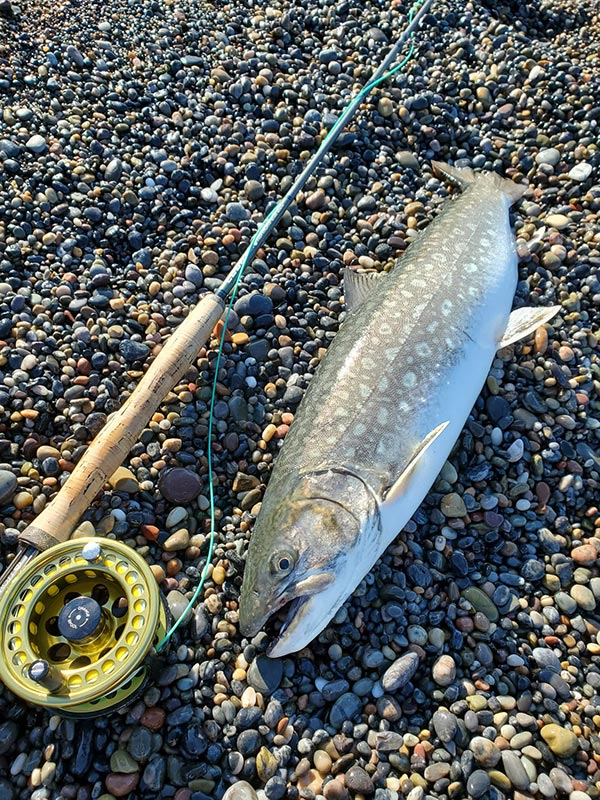 フィールドの様子