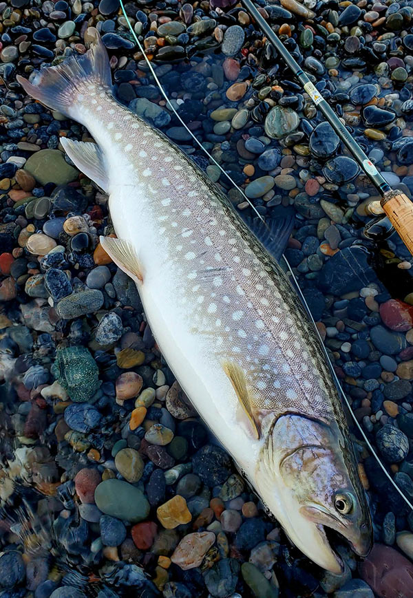 フィールドの様子