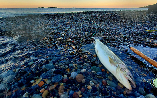 フィールドの様子