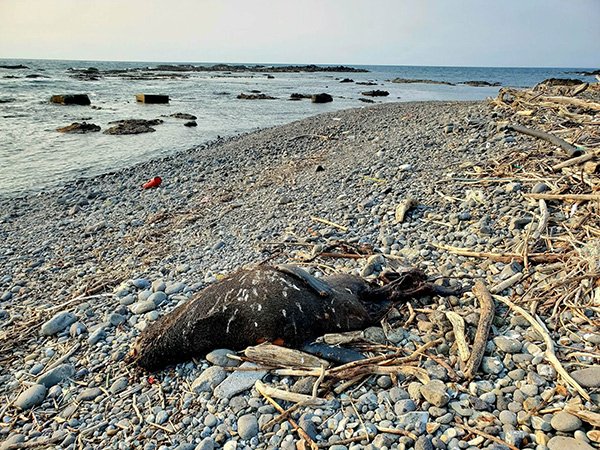 フィールドの様子