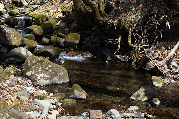 フィールドの様子