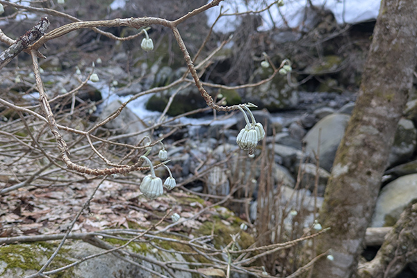 フィールドの様子