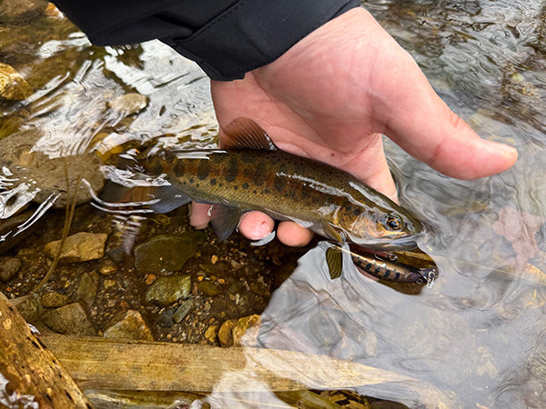 フィールドの様子