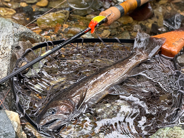 フィールドの様子