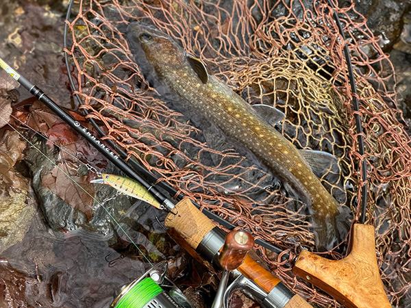 フィールドの様子