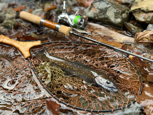 フィールドの様子