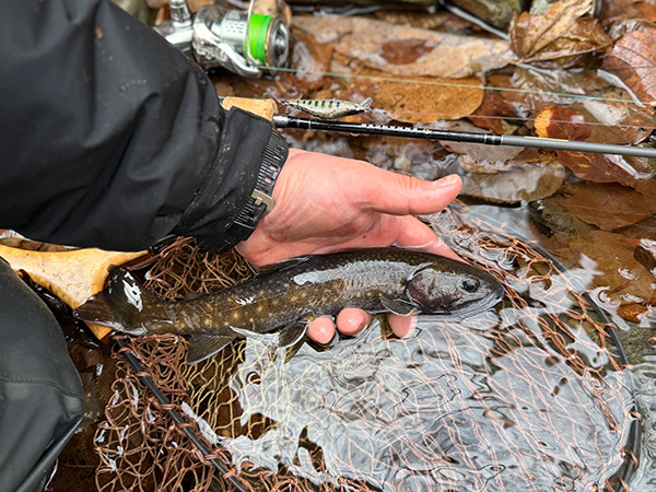 フィールドの様子