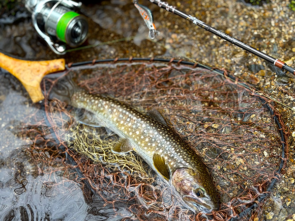 フィールドの様子