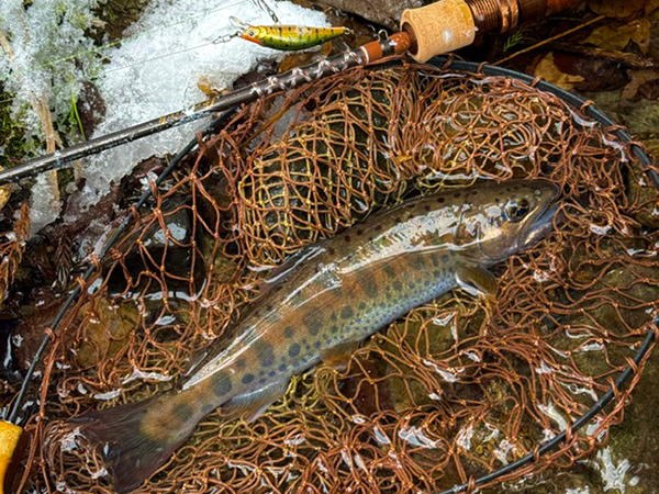 フィールドの様子