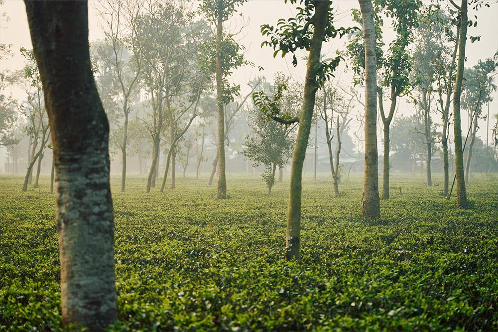 フィールドの様子