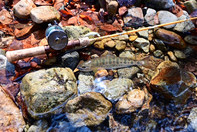 フィールドの様子