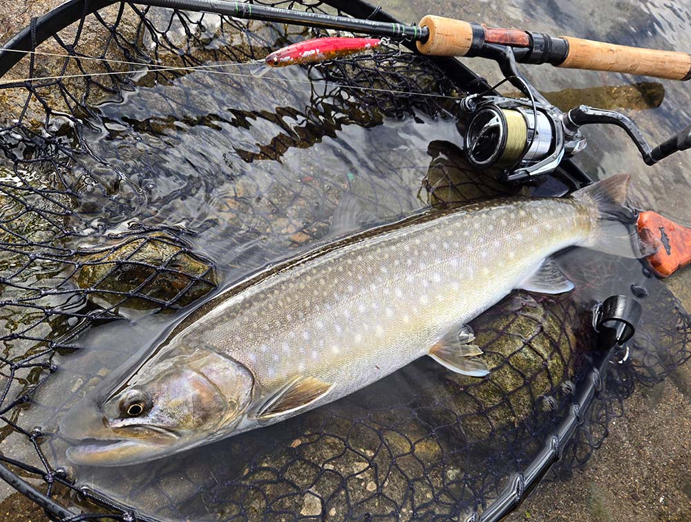 フィールドの様子