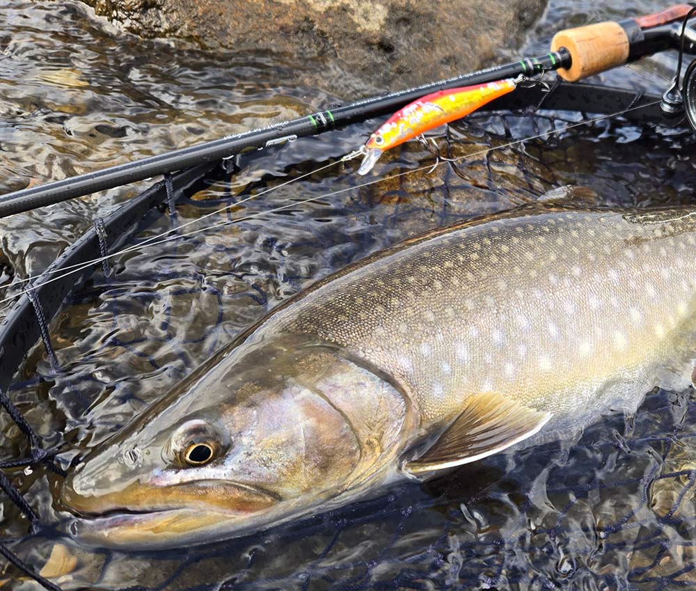 フィールドの様子