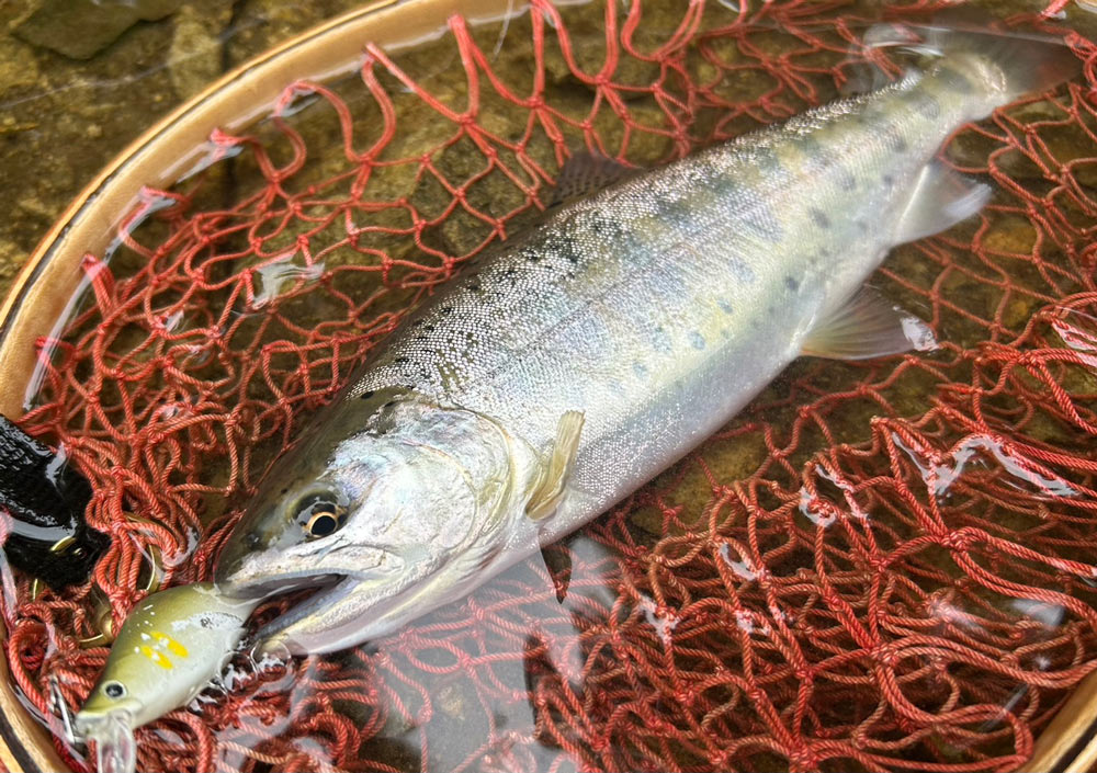 フィールドの様子