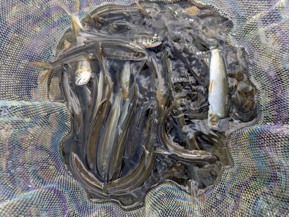 フィールドの様子