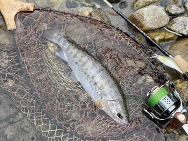 畠野 赳「NewエンハンサーEH52SL-2インプレッション」