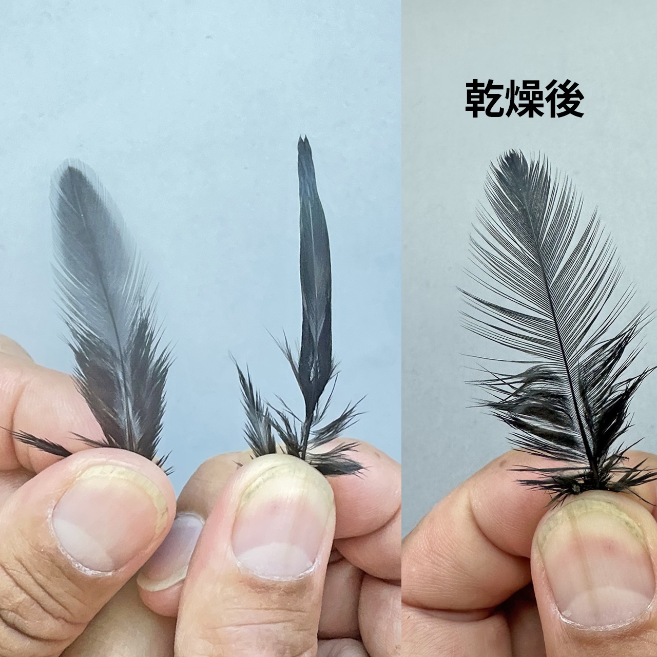 TAITTINGERさま専用 075690102002_sub04_LL.jpg