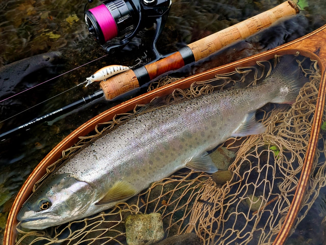 トラウトスタッフ髙橋伸雄「婚姻色の夏ヤマメ」